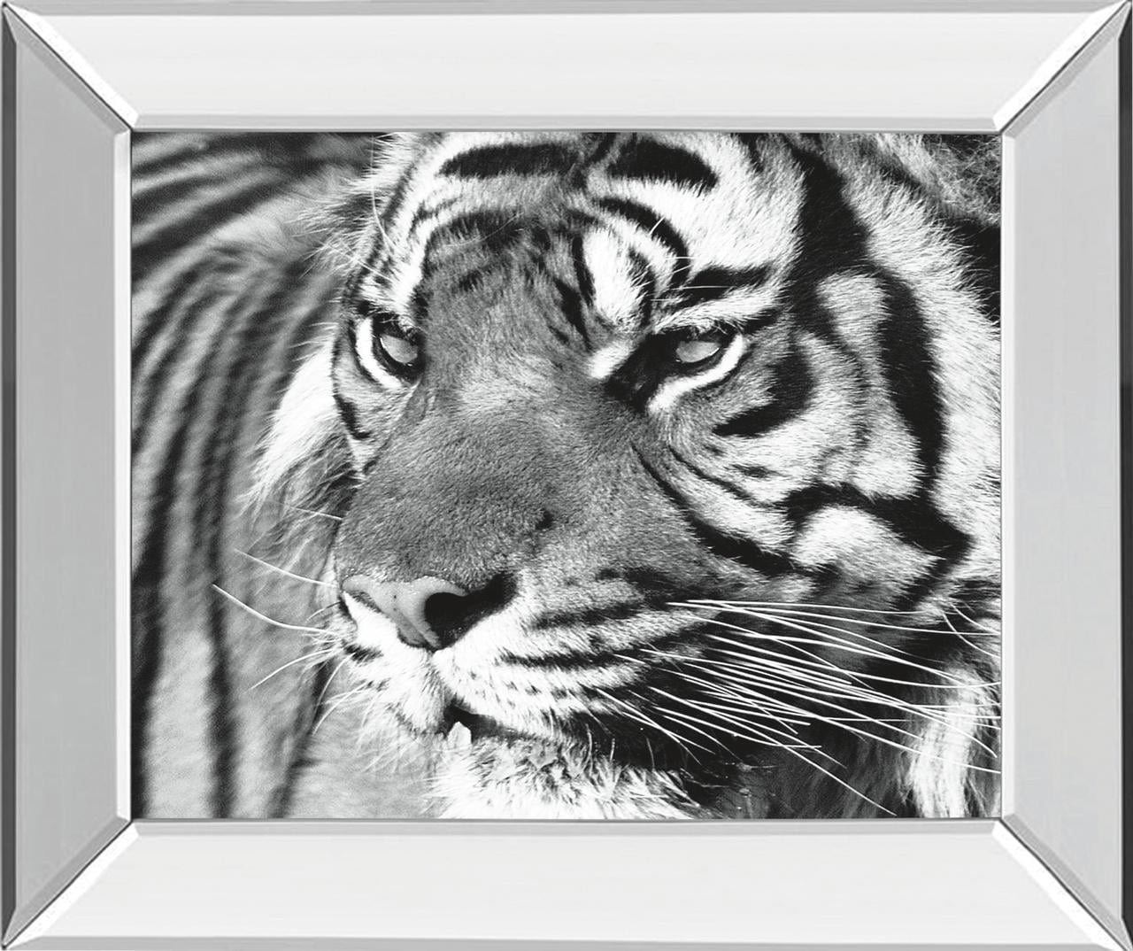 tiger eyes black and white