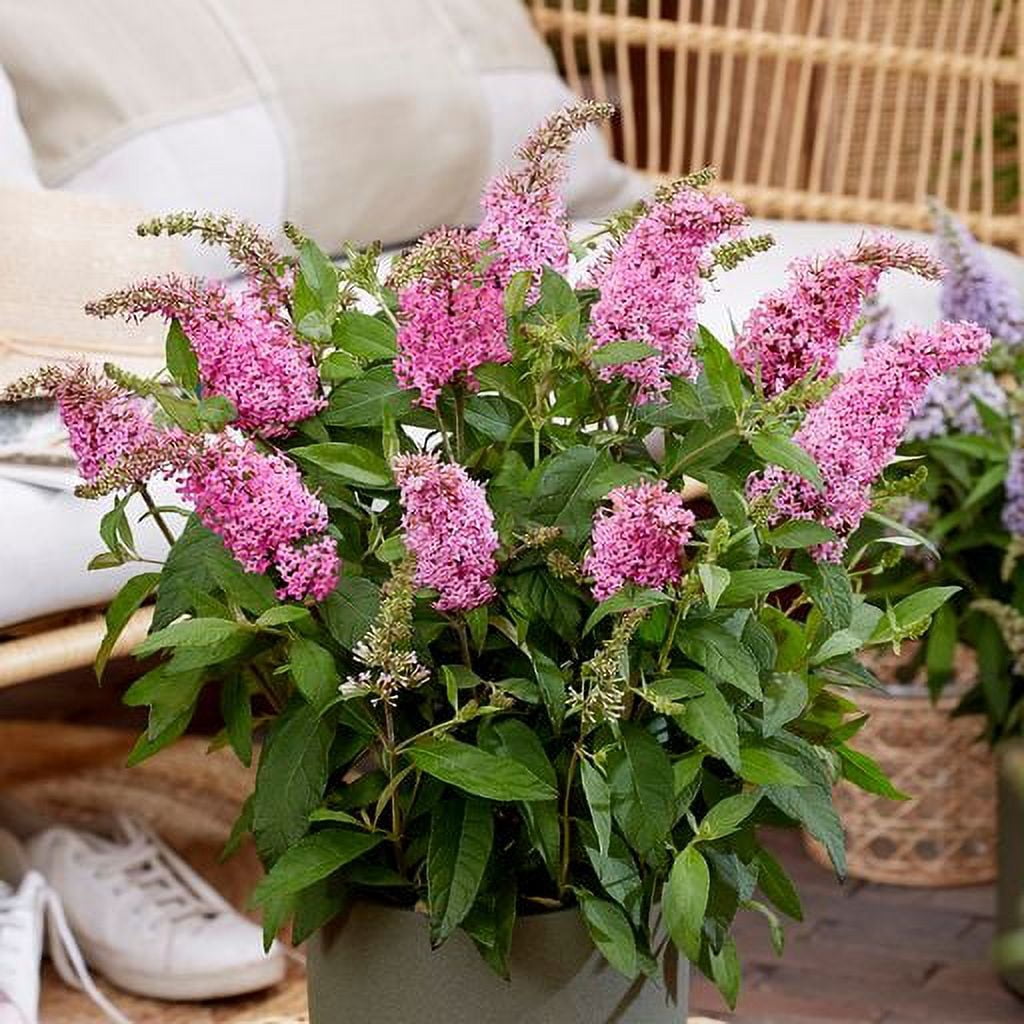 Buddleia Butterfly Candy® Lil' 'Taffy'™ (2.5 Quart) Pink Flowering Perennial - Full Sun