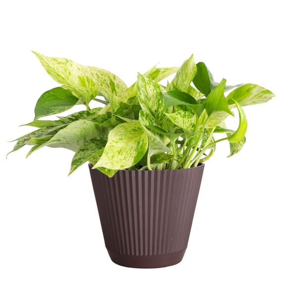 Live Marble Queen Pothos Plant - Air Purifying - Vining Plant - 6" Decorative Pot Cover - Thorsen's Greenhouse