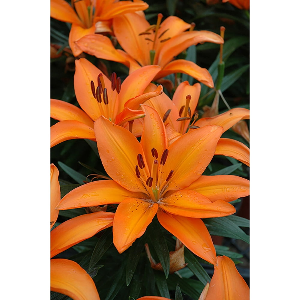 Lily Looks™ Tiny Skyline Dwarf Asiatic Lily Quart Pot