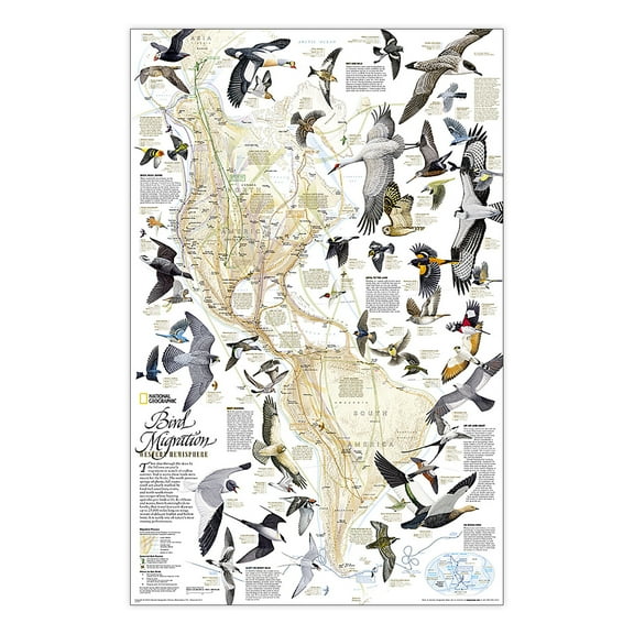 National Geographic Bird Migration, Western Hemisphere Map, Laminated, 20.25" x 31.25"