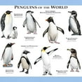 thumbnail image 3 of CafePress - Penguins Of The World Light T Shirt - Men's Classic Graphic T-Shirt, 3 of 4