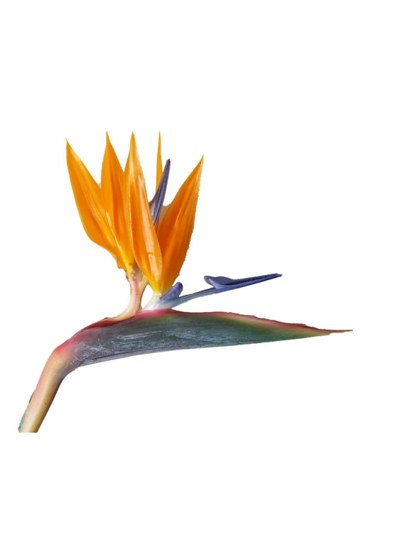 Bird of Paradise Strelitzia Reginae Orange Flower, Tropical Plant, Starter Plant
