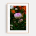 thumbnail image 2 of pink chrysanthemum - Carmel Valley California Photography Floral Flowers Botanical Garden Nature Scenic Autumn Unframed Wall Art Print 8 x 12 inches, 2 of 60