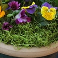 thumbnail image 6 of ProFlora Spanish Moss True Green, 16oz Floral Arranging Supplies, 6 of 6