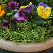 ProFlora Preserved Spanish Moss, True Green, 150 Cu in 12.75, and 8.75