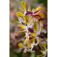 thumbnail image 3 of Semenza, Marlana 17x24 Black Modern Framed Museum Art Print Titled - Tropical Garden Orchids, 3 of 5
