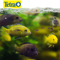 thumbnail image 2 of Tetracichlid Tetra Cichlid Crisps 8.8 Oz 250 g, 2 of 2