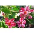 thumbnail image 5 of Mandevilla Stars & Stripes Red & White Starter Plant, Lot of 2, 5 of 9