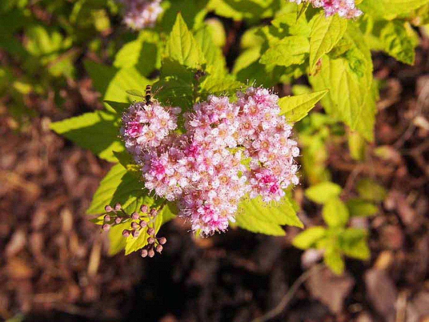 Expert Gardener 3.25G Spirea Goldmound Live Plants Full Sun Pink