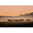 thumbnail image 2 of Moglia, Fabrizio 18x13 Black Ornate Wood Framed with Double Matting Museum Art Print Titled - Early morning in Serengeti, 2 of 4