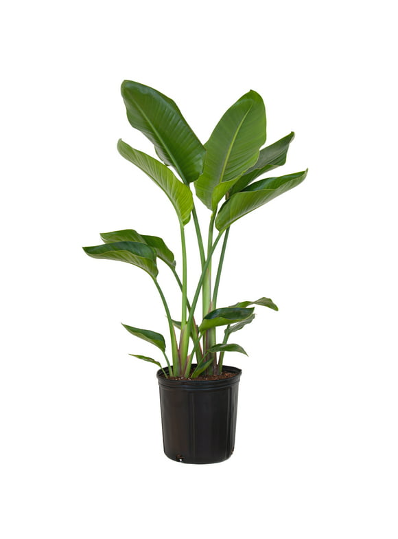 United Nursery Live White Bird of Paradise Plant 26-32 inches Tall in 9.25 inch Grower Pot