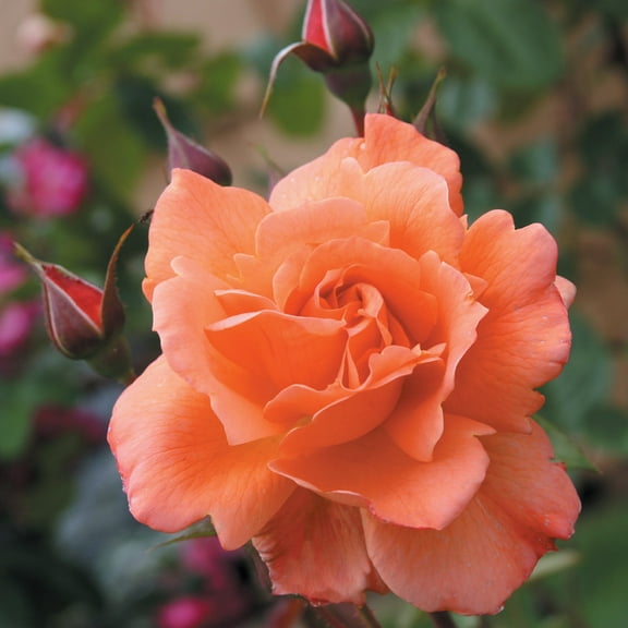 Heirloom Roses Rose Bush - Westerland™ Shrub , Live Rose Plant