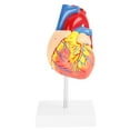 thumbnail image 5 of Parts Heart Model1:1 Anatomical Human Life Medical Heart Model Anatomical Heart Model Superior Craftsmanship, 5 of 5