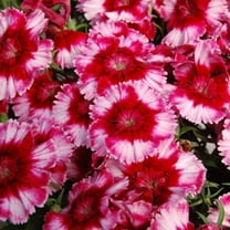 Dianthus Diana Crimson Picotee F1 Seed