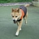 thumbnail image 2 of Chaleco de plumas para perros grandes, naranja, duradero para aventuras al aire libre (2XL), impermeable y acolchado, 2 of 8
