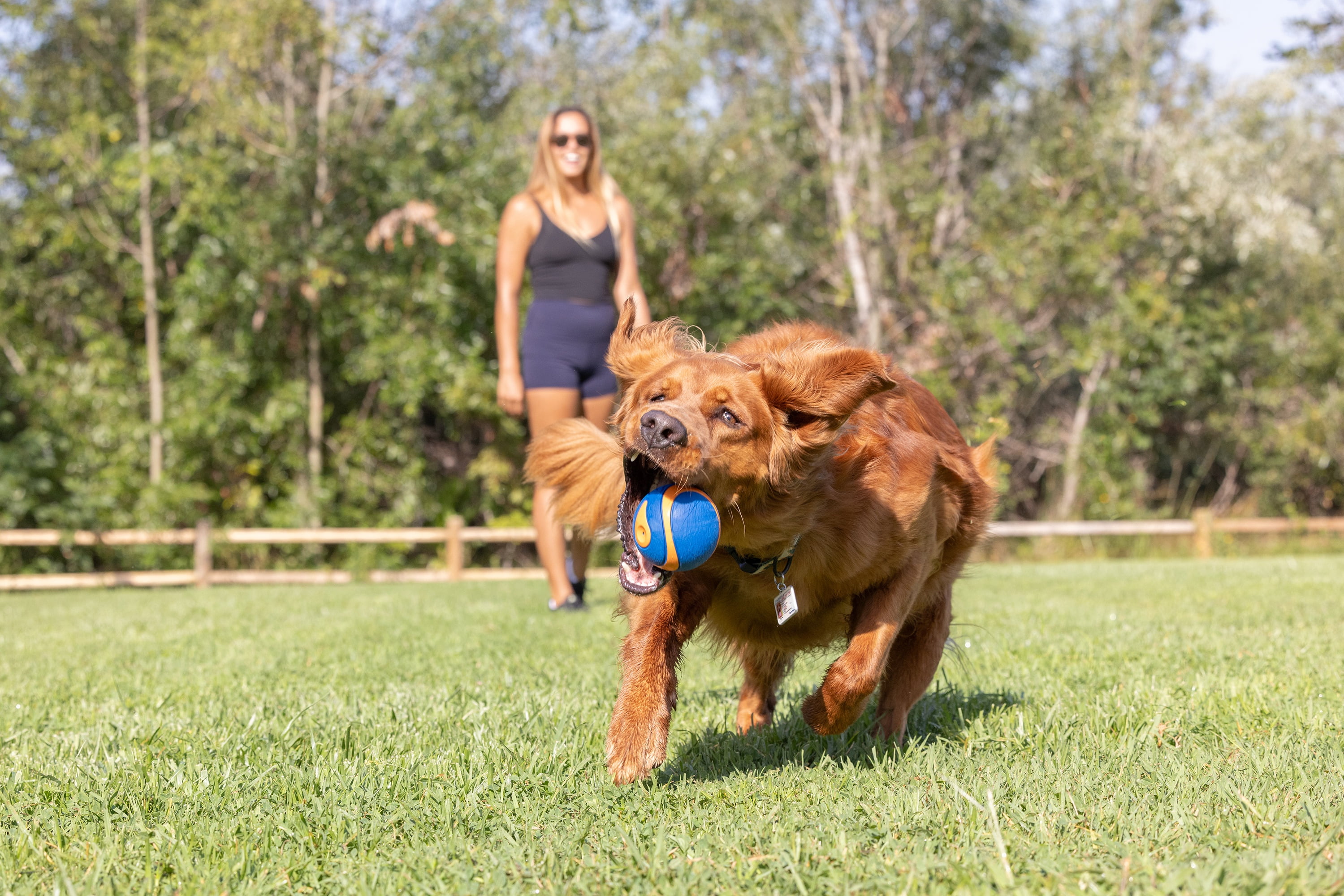 Chuckit! Ultra Squeaker Rubber Dog Ball Fetch Toy For Dogs, XL Extra Large 3.5", For Dogs 100+ lb, Pack of 1