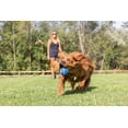 thumbnail image 2 of Chuckit! Ultra Squeaker Rubber Dog Ball Fetch Toy For Dogs, XL Extra Large 3.5", For Dogs 100+ lb, Pack of 1, 2 of 7