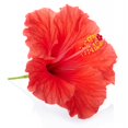 thumbnail image 2 of Red Hibiscus Flower Clipping Wall Decal by Wallmonkeys Peel and Stick Graphic (18 in H x 17 in W) WM162615, 2 of 4