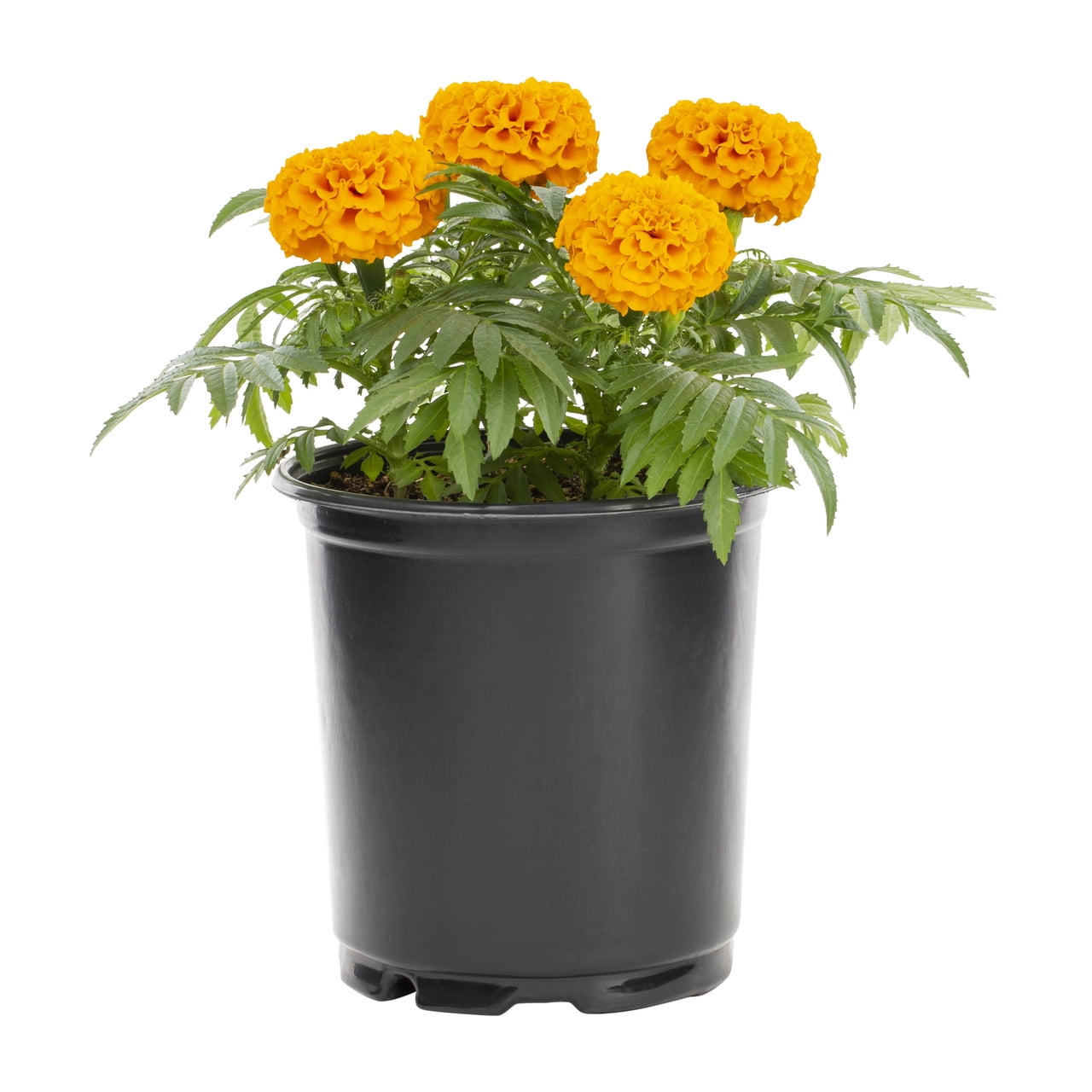 Expert Gardener Orange Marigold Live Annual Plant, 2QT Grower Pot, 3-Pack