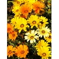 thumbnail image 3 of TomorrowSeeds - African Daisy Mix Seeds - 4500+ Count - For 2026 Planting Cape Marigold Rain, 3 of 9