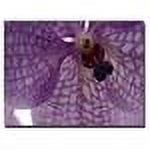 Trademark Art "Orchid Veins" Canvas Art by Kurt Shaffer