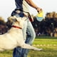 thumbnail image 3 of Juguete para perros con chirrido, diseño de pantuflas, juguete para perros con forma de zapato interesante, juguete interactivo para perros, juguete para limpiar los dientes., 3 of 6