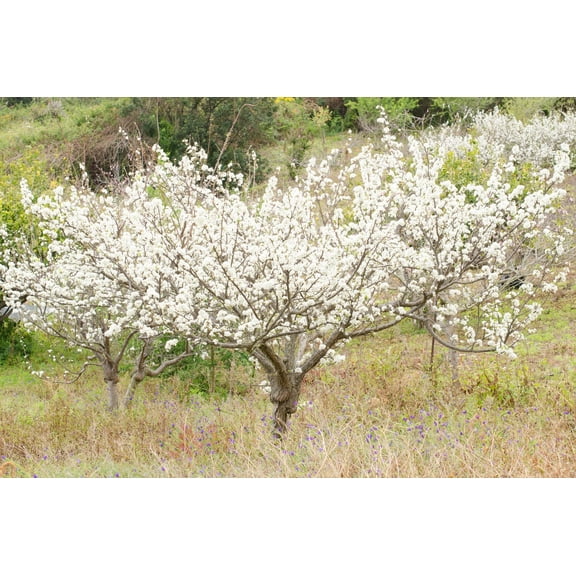 Wild Plum Tree Seeds for Planting - 10 Seeds of Prunus umbellata - Made in USA, Ships from Iowa - Popular Outdoor Tree or Bonsai