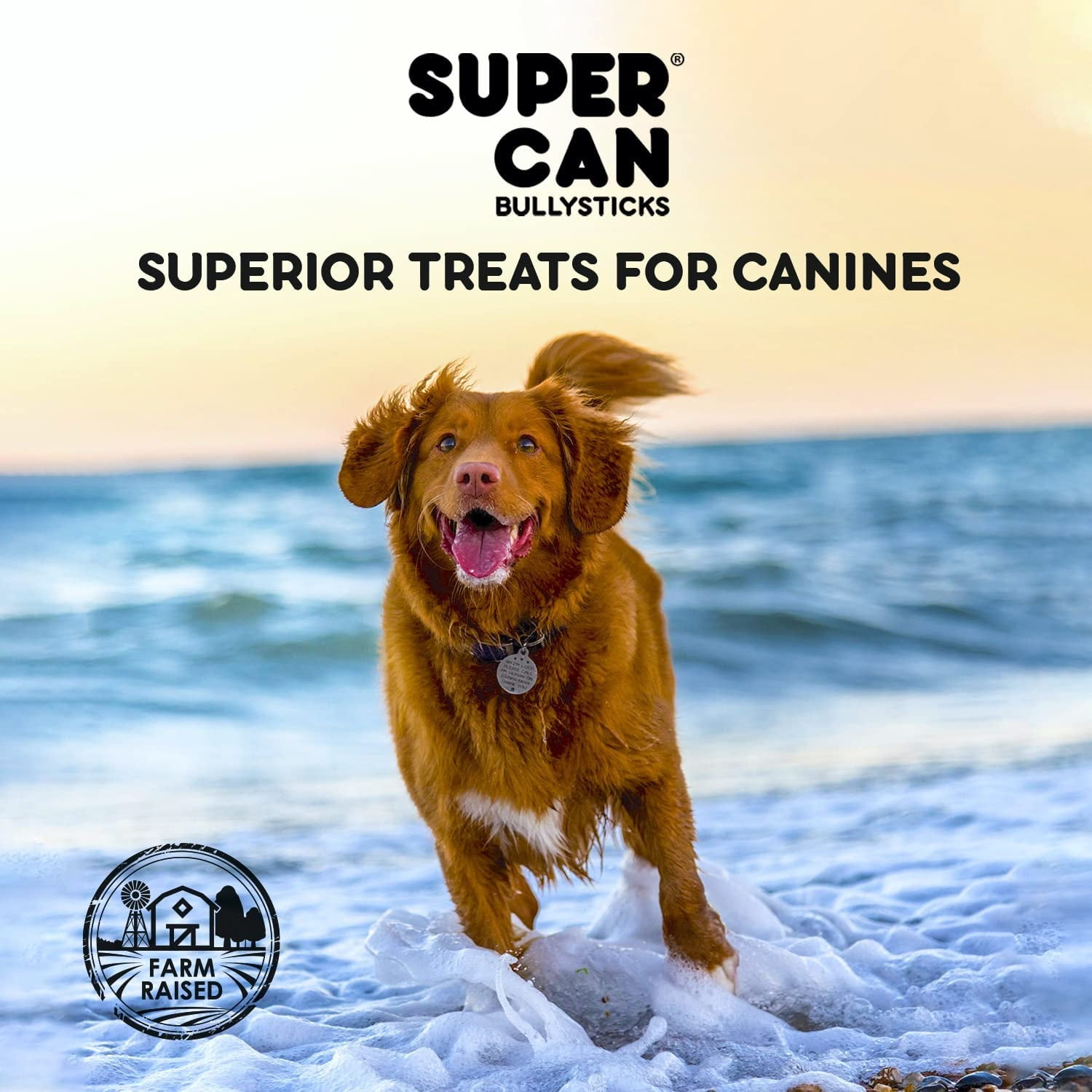Supercan 6-inch Junior Bully Sticks for Small Dogs 15-Pack, 100% Natural Dog Chews Ideal for Small Breeds and Puppies. Non-GMOs Grass Fed Long Lasting Dental Chews