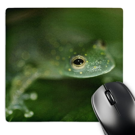 3dRose  Tree frog  MousePad price history on PriceWatchPro