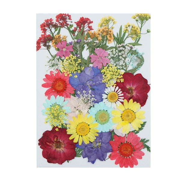 onlyliua Promoción de Temporada Flores Prensadas Secas Reales, Hojas Naturales, Set con Pegatinas