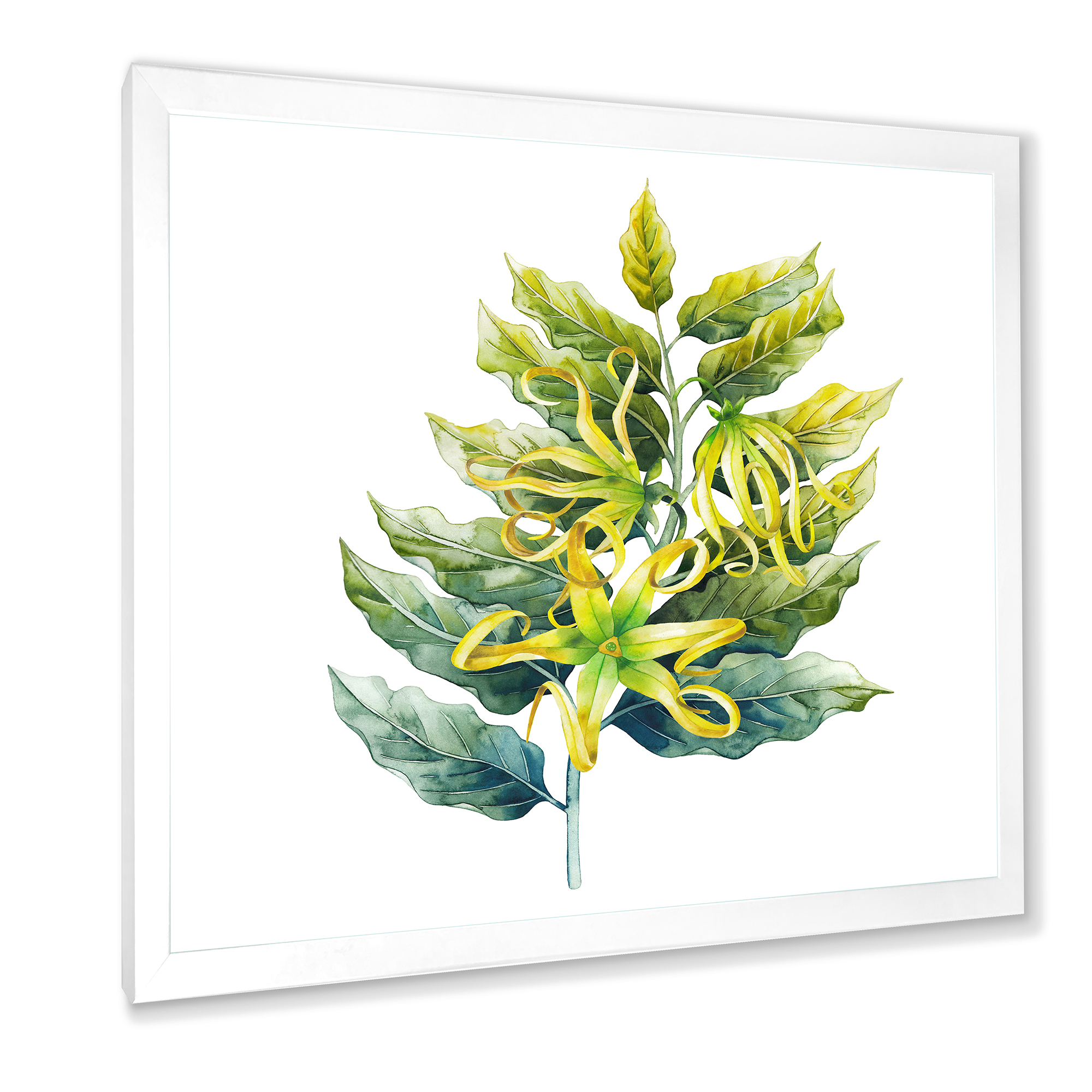 Designart 'Ylang Ylang Flower On White' Traditional Framed Art Print