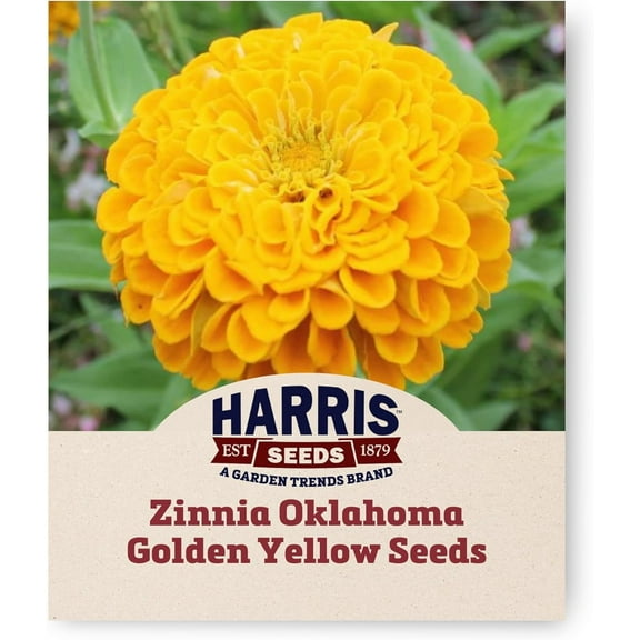 Harris Seeds - Zinnia Seeds - Oklahoma Golden Yellow Flower Non-GMO - 250 Seeds