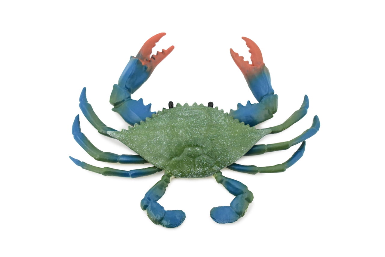 Crab, Blue Crab, Museum Quality, Rubber Crustacean, Hand Painted 