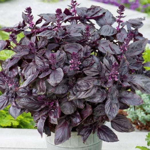 TomorrowSeeds - Dark Opal Purple Basil Seeds - 6000 Count - For 2026 Planting Heirloom Non-GMO Thai