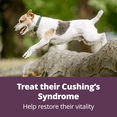 thumbnail image 6 of Vetoryl Capsules (Trilostane) 10mg, Treatment for Cushing's Disease in Dogs, 6 of 10