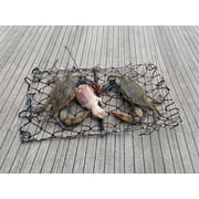 AirFly Foldable Castable Crab Trap - Crab Hawk & Crab Jaw Star Trap with Bait Clip - Portable Fishing Rod Crab Pot for Blue Crabs & Dungeness - Designed in USA (1 Trap, Base)