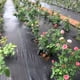 thumbnail image 3 of Bewildely Barrera de malezas transpirable para necesidades de jardinería Edificios de jardín duraderos Gran durabilidad y fácil Type2 NO2, 3 of 6