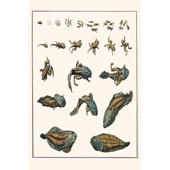 Metamorphosis of Frogs into Toads-Fine Art Canvas Print (20" x 30")