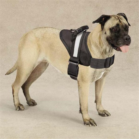 Excursion Harness 26-36 In Black