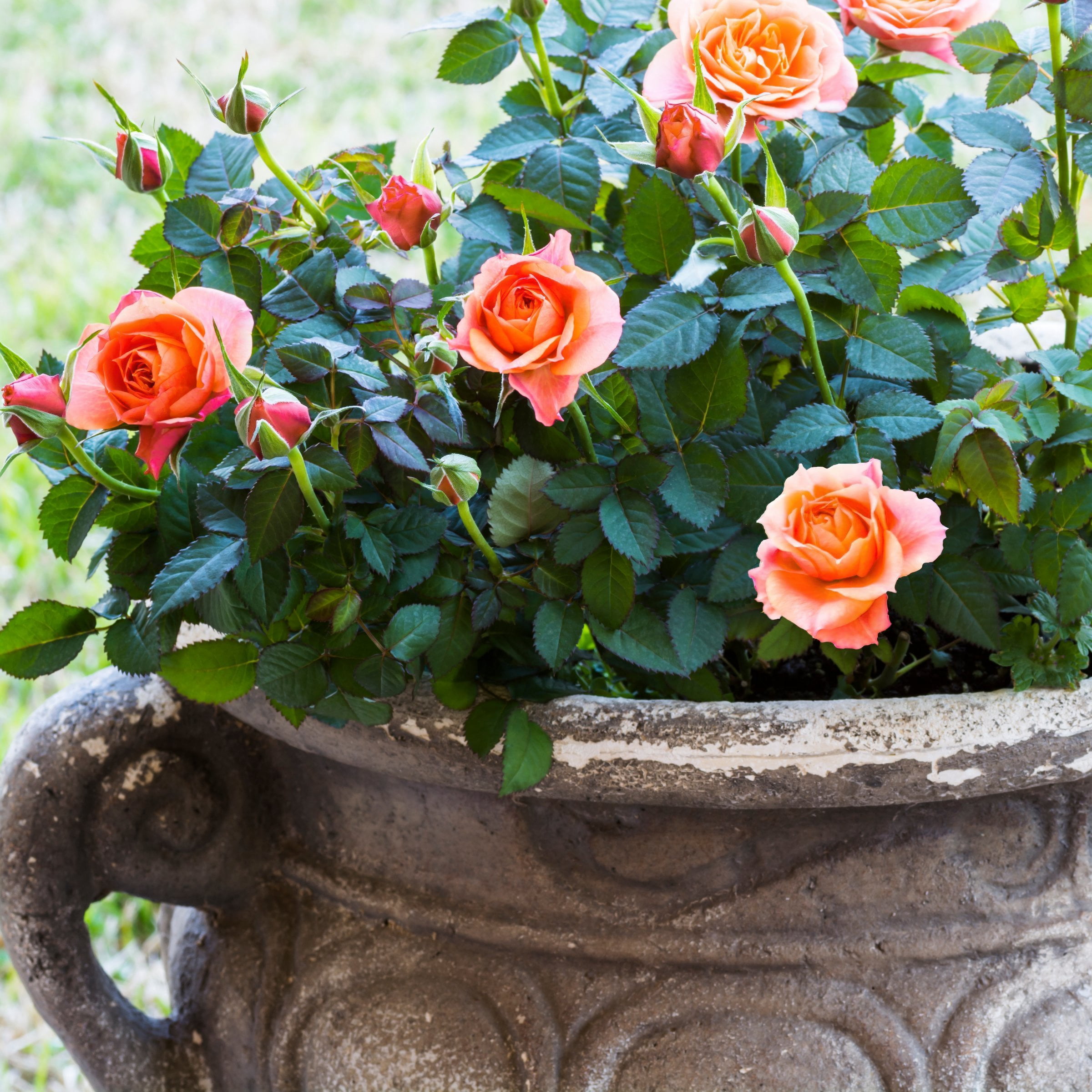 Live Shrub 4" Mini Rose Teddy Bear (3-Pack) with Full Sunlight