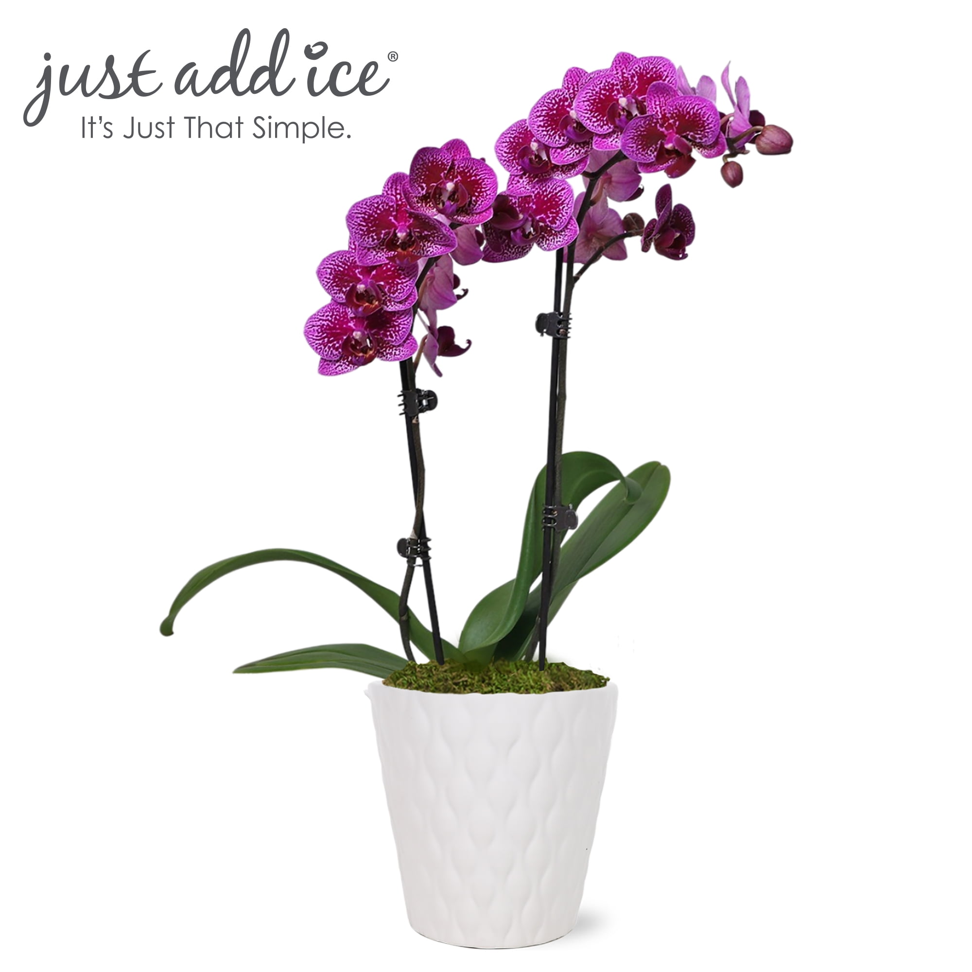 Just Add Ice 15-20" Purple Petite Orchid Live Plant in 3" White Ceramic Pot, House Plant