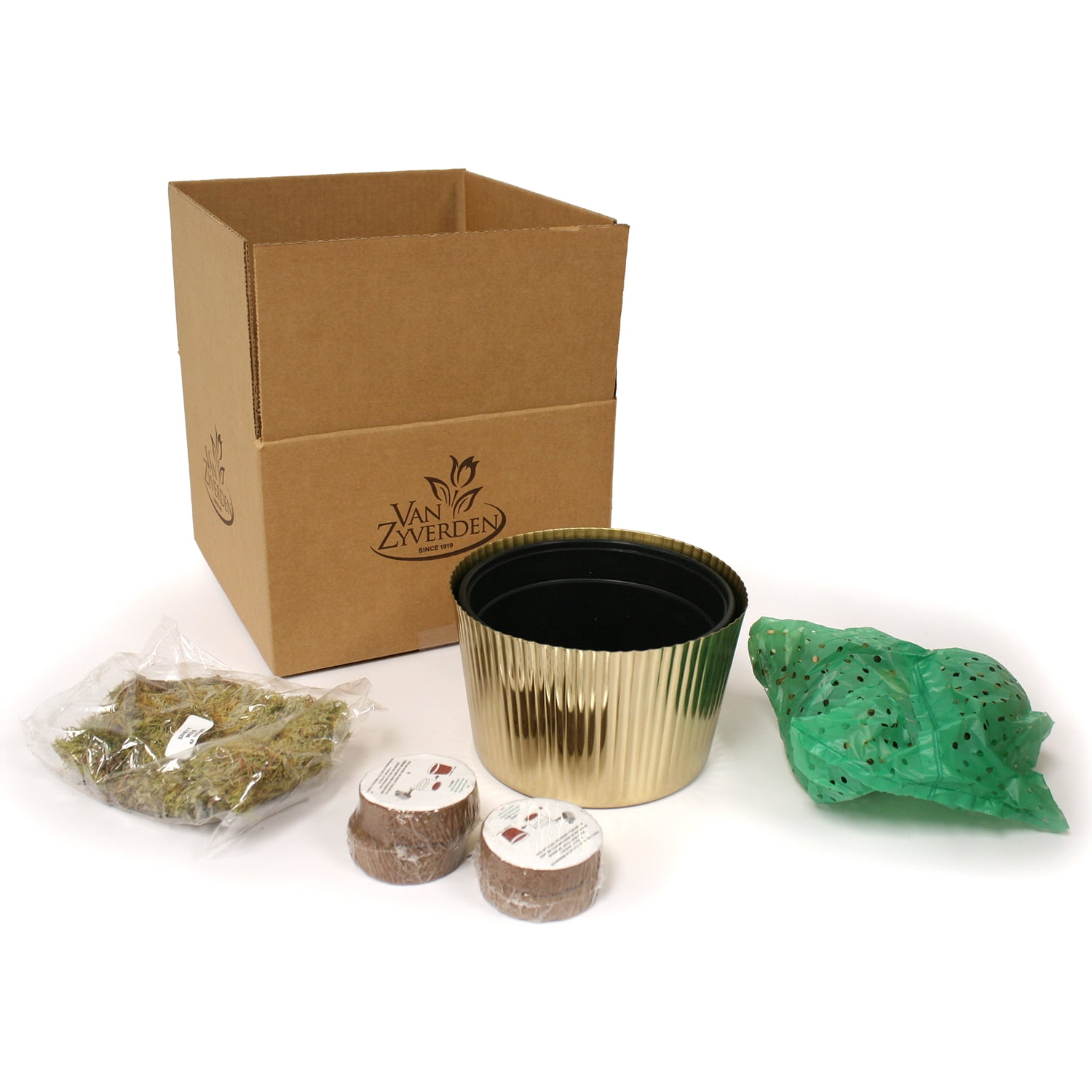 Van Zyverden Amaryllis Kit Trio with Fluted Iron Faux Brass Finish Bulb Planter and 3 Bulbs Multicolor Partial Sun Perennial Easy to Grow 5 lbs