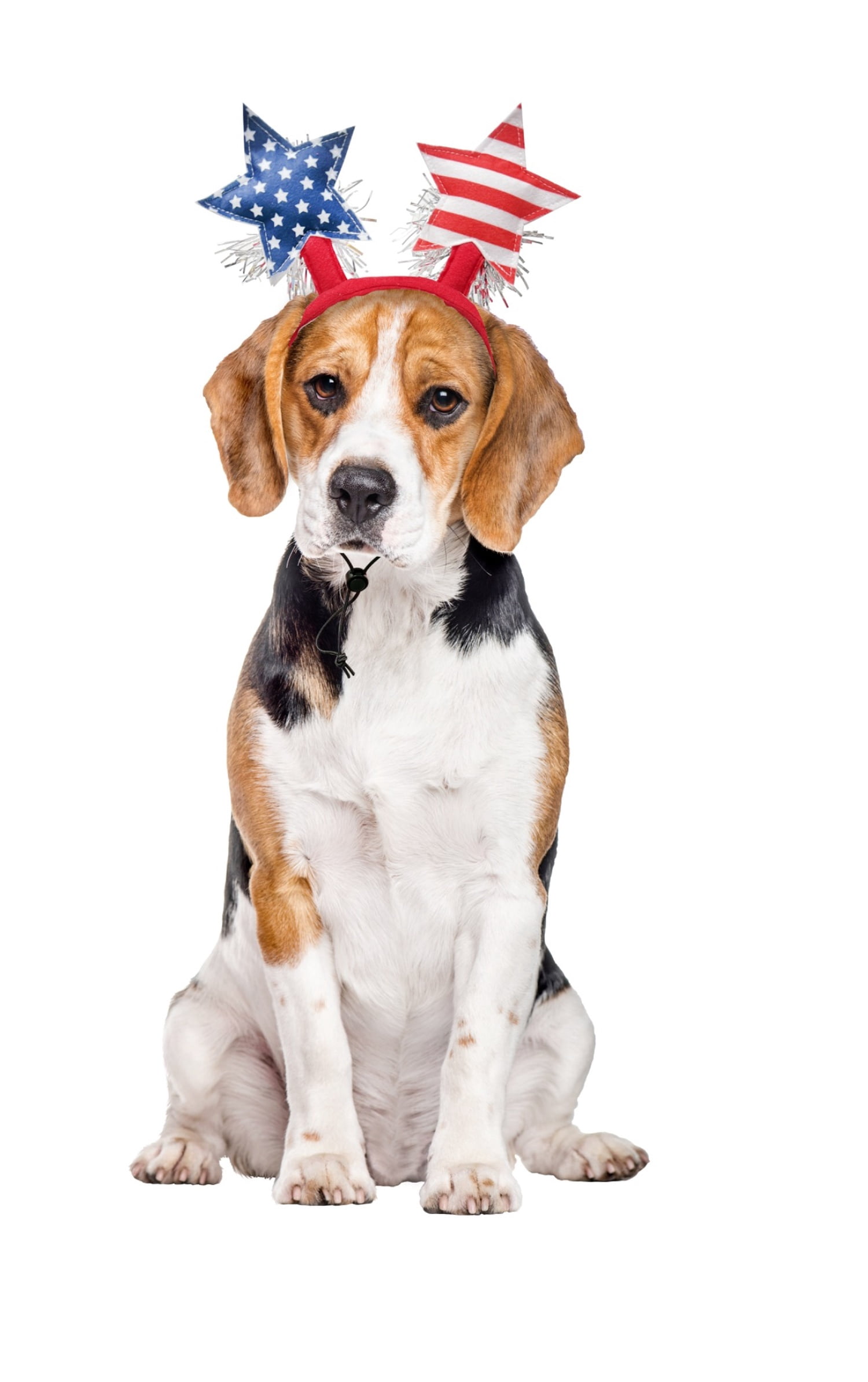 Vibrant Life Stars Pet Headband for 4th of July, Red White Blue, Medium/Large
