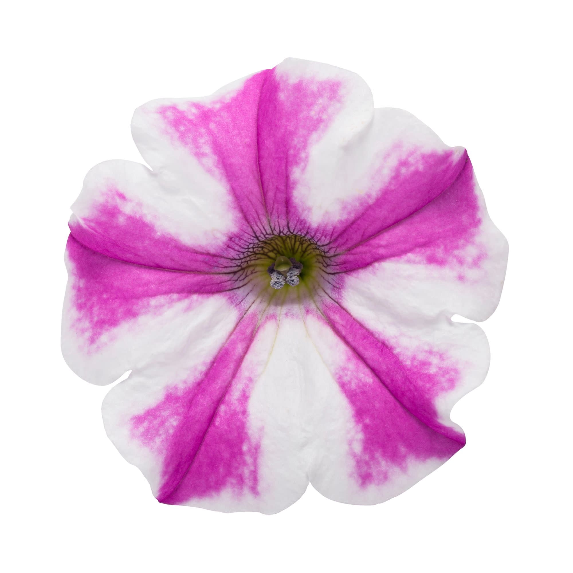 Proven Winners 4" Pink Supertunia Lovie Dovie Petunia Live Plant in 4.25" Pot (4 Count)