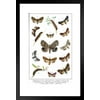 Owlet Moths of Europe 19th Century Illustration Insect Wall Art of Moths and Butterflies butterfly Illustrations Insect Poster Moth Print Matted Framed Art Wall Decor 20x26
