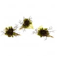 thumbnail image 1 of Nearly Natural 4840-S3 Wispy Succulent With Seashell - Set of 3, 1 of 3