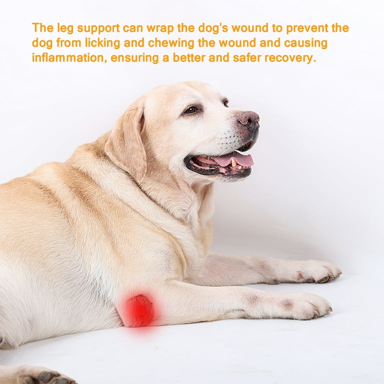 Hip Dislocation In Dogs Symptoms