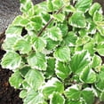 thumbnail image 4 of 2 Plectranthus Swedish Ivy Plants Live To Grow, In 3 Inch Pot, Variegated Swedish Ivy Live Plant, Swedish Ivy Mint Starter Plants, 4-6" Tall, 4 of 6