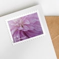 thumbnail image 2 of 25 Dahlias USPS Forever Postage Stamp US First Class Celebrate Flower Announcement Wedding Holiday (25 Stamps), 2 of 3